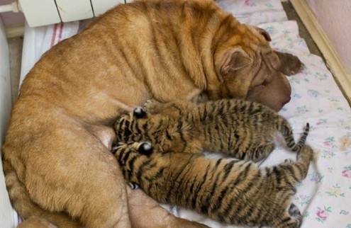 哺乳期妈妈哪些东西千万要忌口,哺乳期乳腺炎需要忌口哪些食物