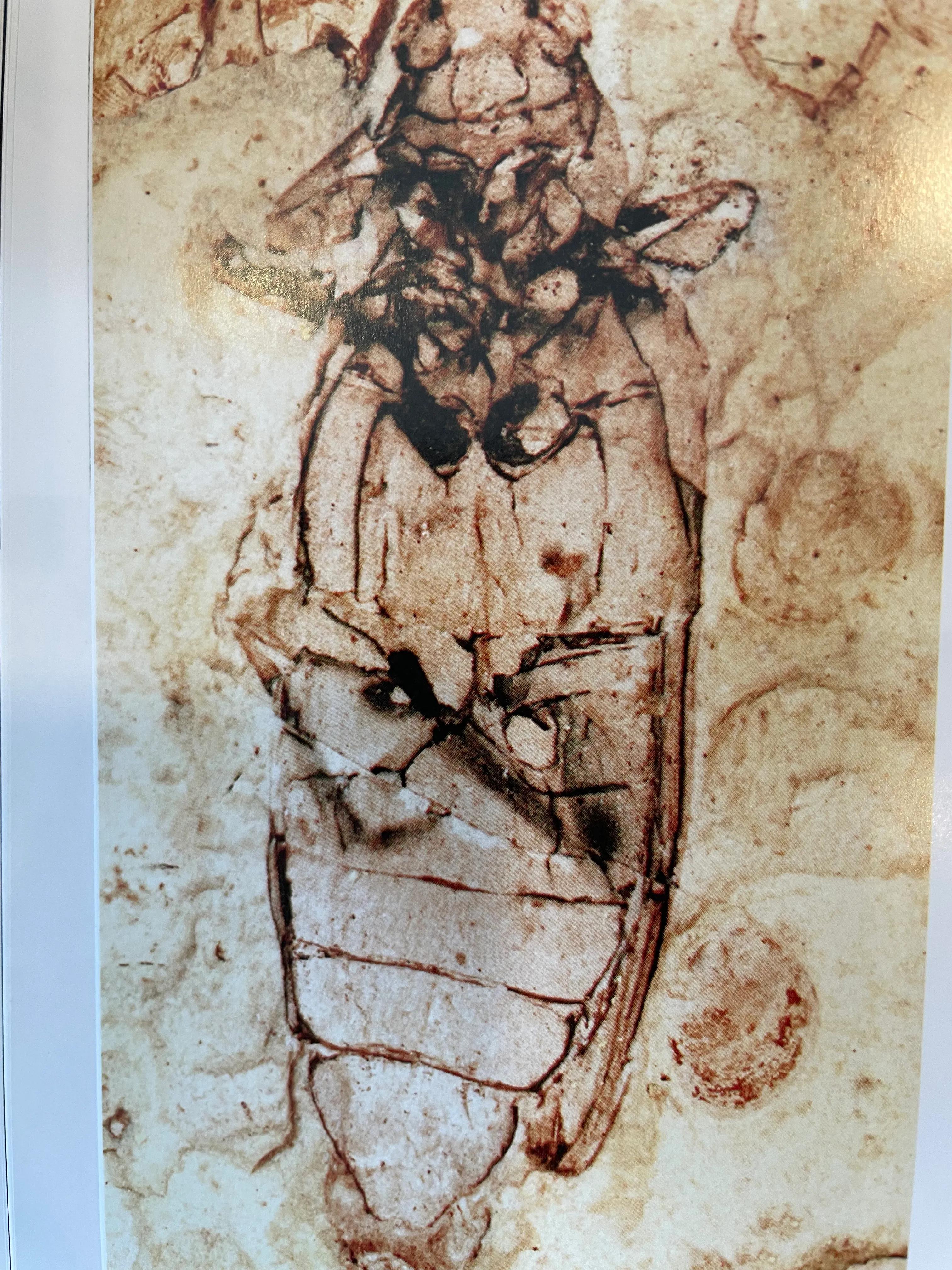 辽西昆虫化石的世界之最(二)