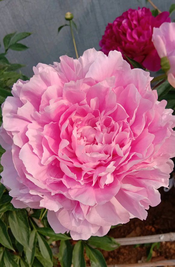 芍药只长叶子没有花苞怎么办,芍药只长叶不开花用什么肥