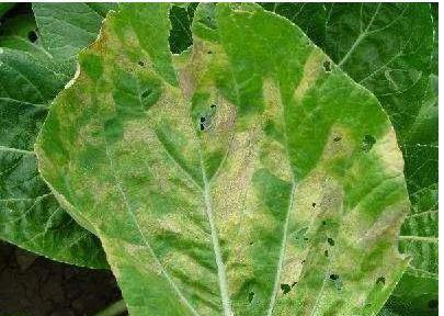 白菜霜霉病症状及防治方法有哪些,白菜黑斑病与霜霉病的区别