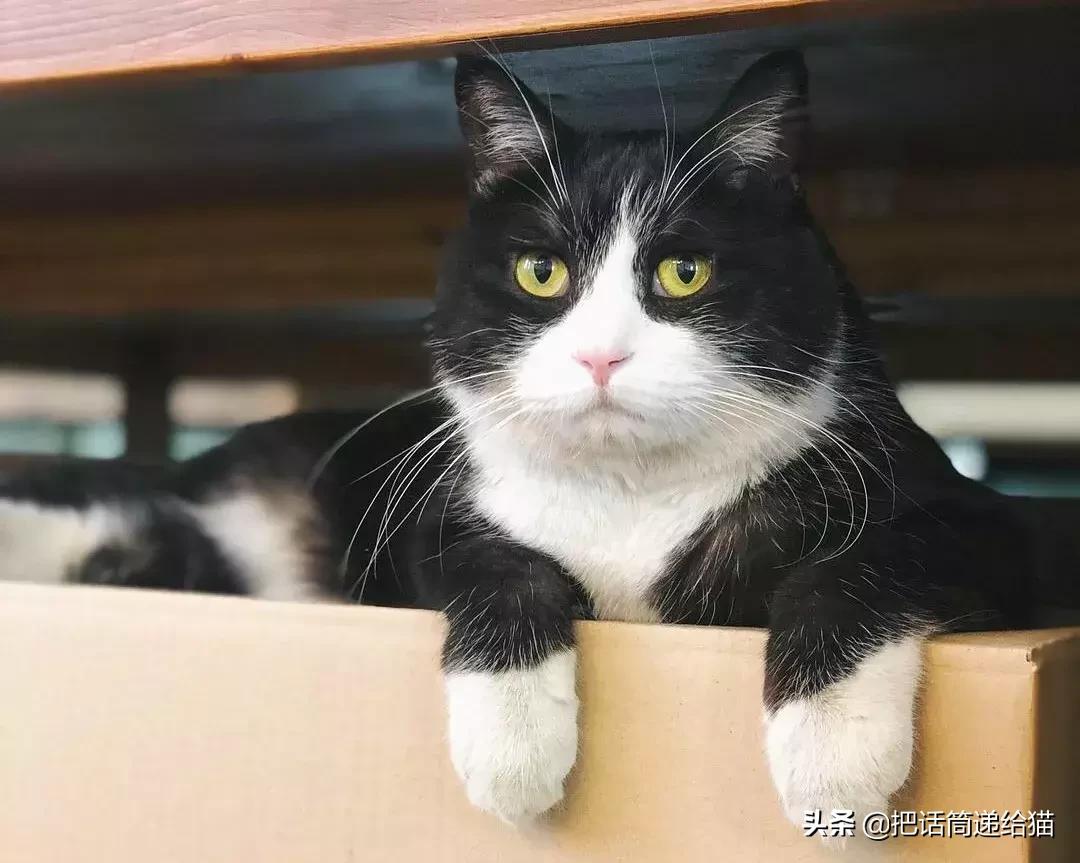 猫故事书籍,猫故事小说