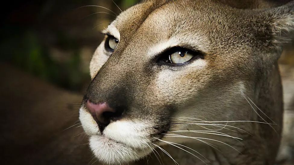 记录中国各种珍稀动物的纪录片,20分钟大自然动物世界纪录片