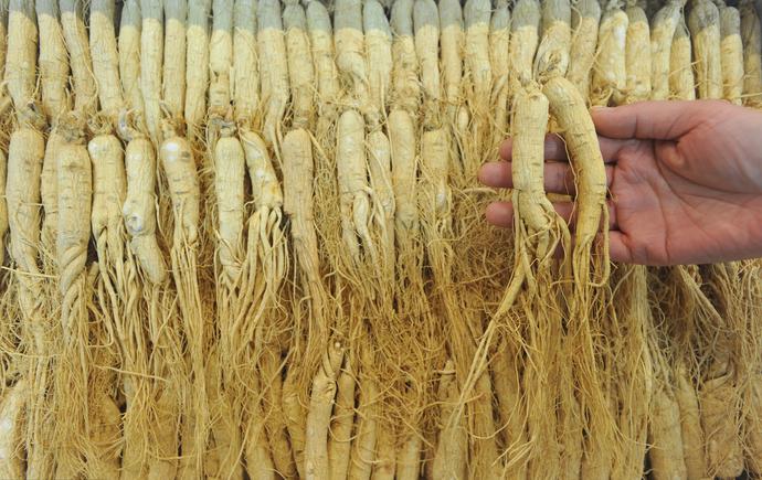 人参归脾丸的十大神奇功效,人参肽神奇功效