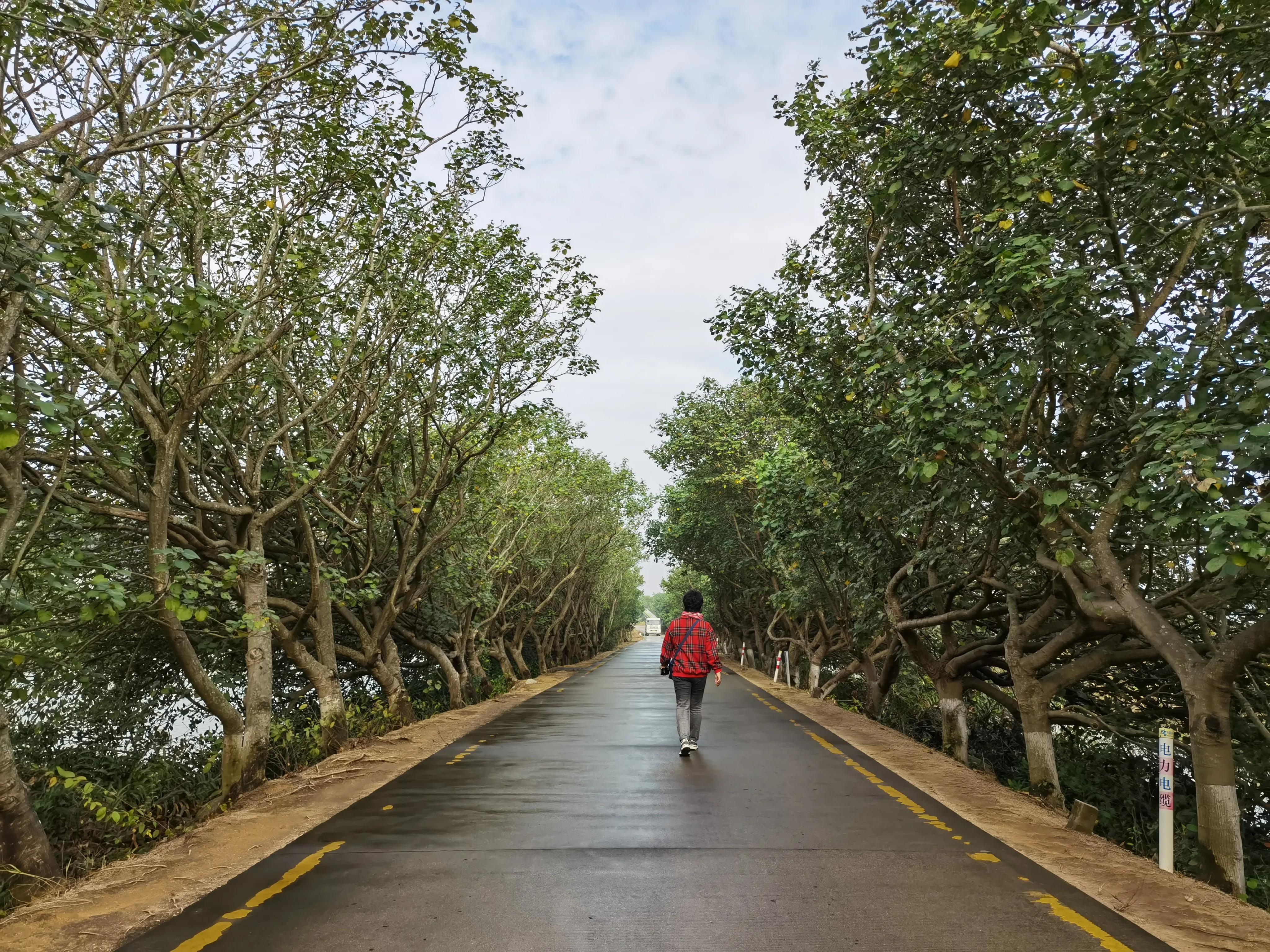 珠海淇澳岛红树林攻略,珠海桂山岛3天二夜的旅游攻略
