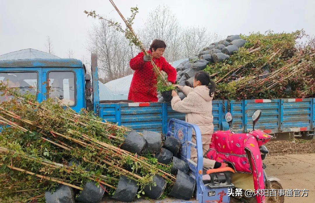 沭阳23个重大项目是哪些,沭阳重点发展的4个城镇