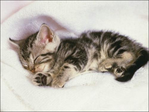 如果猫咪得皮肤病一直不好怎么办,猫咪得皮肤病的症状及治疗的方法