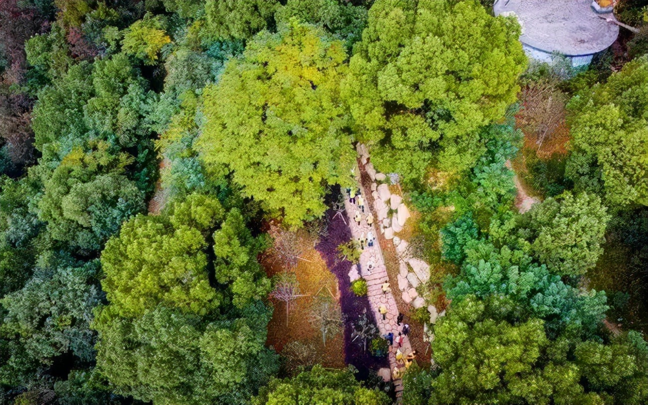 漫天香氛醉人~杭州的秋天从不让人失望!13个地方,秒出大片