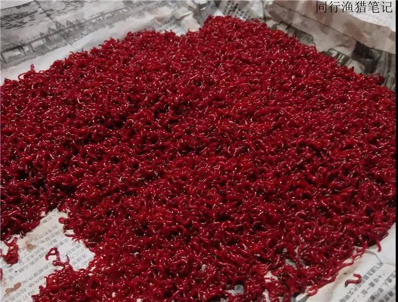 2019钓鱼日志,钓鱼笔记1