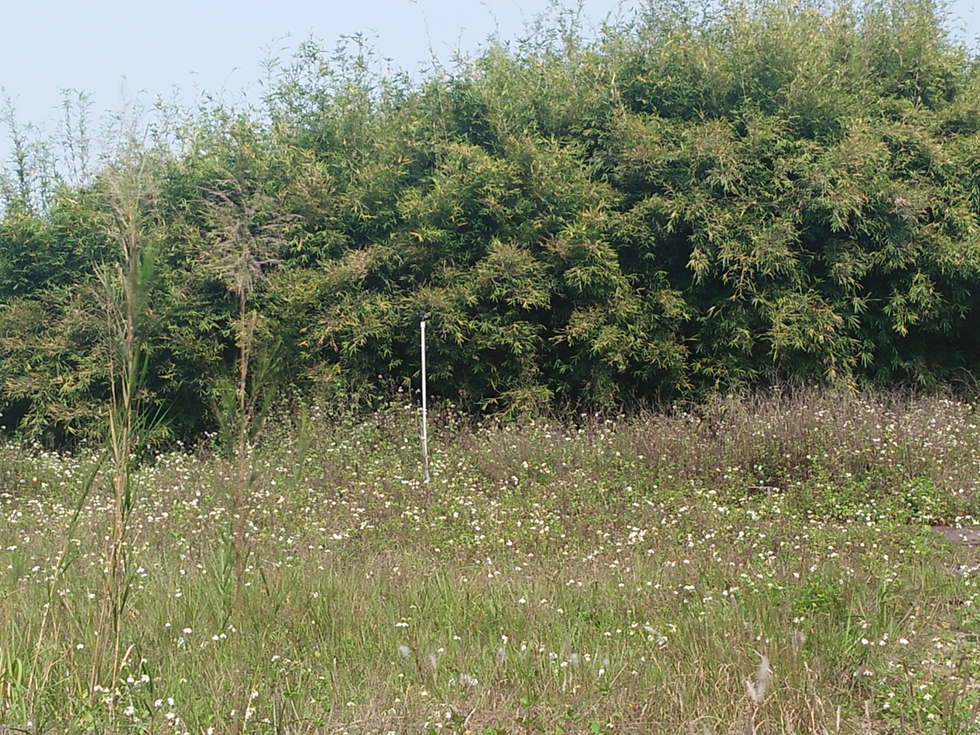 立春散文随笔,立春午后游记