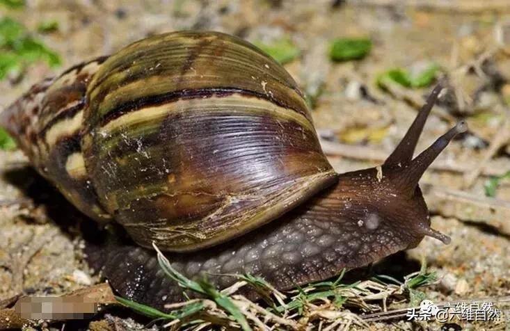 吃植物吃土吃水泥，还有什么是它不能食？非洲大蜗牛入侵世界各地