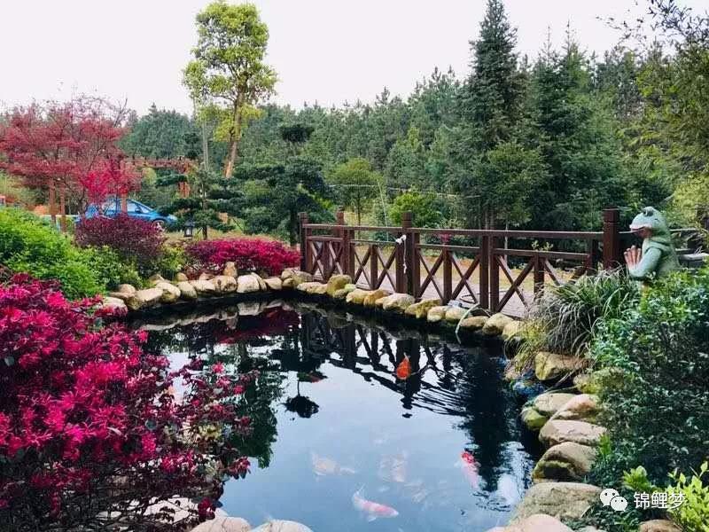 送给永欣鱼场微信群新手养锦鲤的9个要点