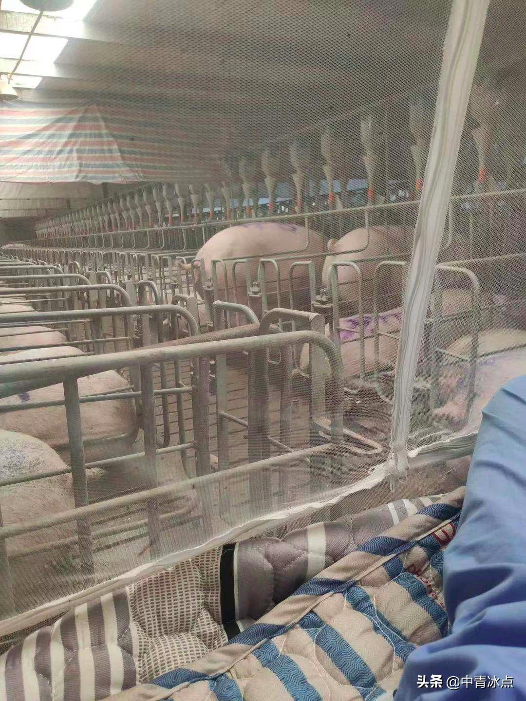 大学生养猪跑路,养猪大学生年薪