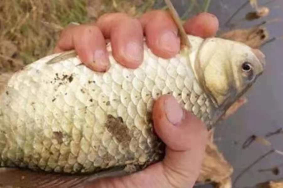 野钓酒米到底怎么用,二十年钓鱼老师傅总结的钓鱼口诀