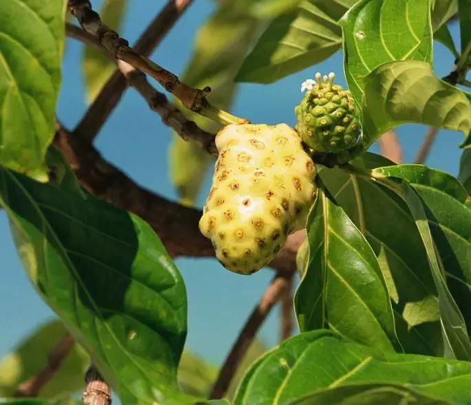 可以致富的植物,可以发家致富的五种植物