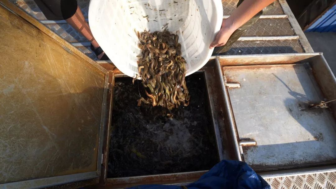 鱼塘泥鳅如何赚钱,泥鳅一亩地能挣多少钱