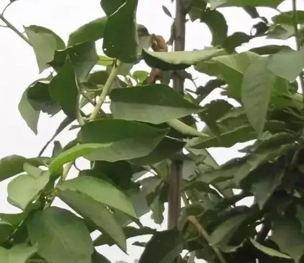 大樱桃病虫害全年防治方法有哪些,大樱桃病虫害全年防治方法直播间