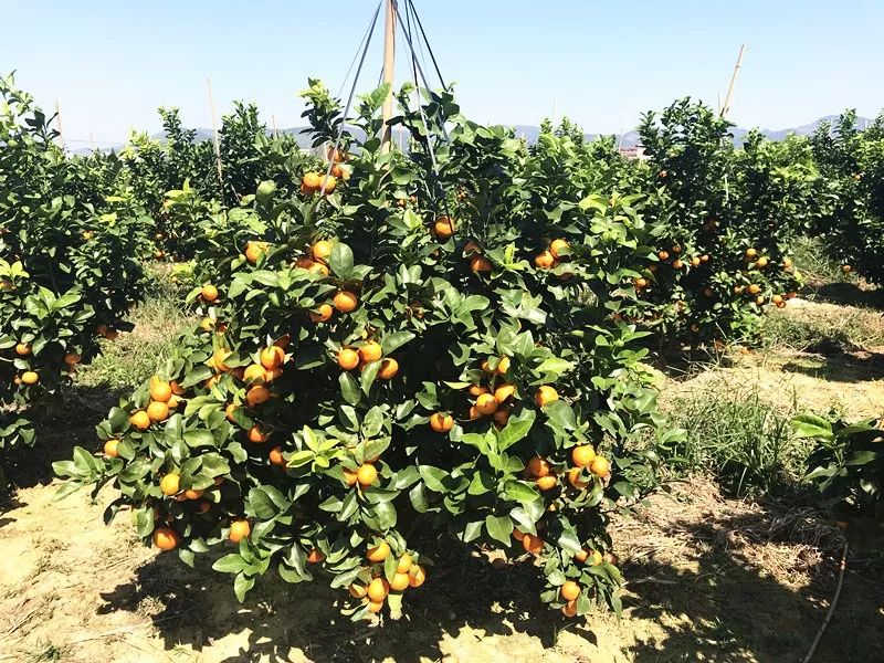 他说，要种出最优良的沙糖桔，必须治好两种病！