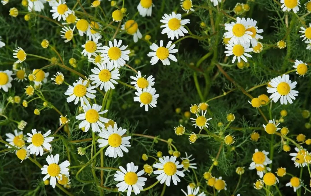 消除“炎症”的十大精油｜看看你缺少哪一款