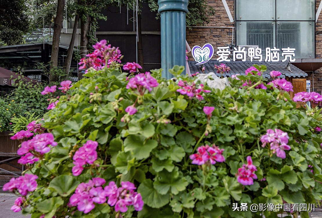 成都最美榕树街,成都鹭岛步行街商铺出售