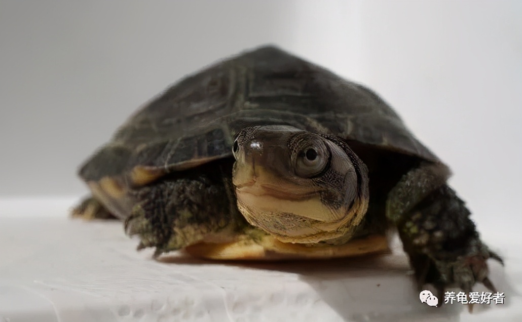 网上买龟店铺推荐,买龟在哪个网站买最靠谱实惠
