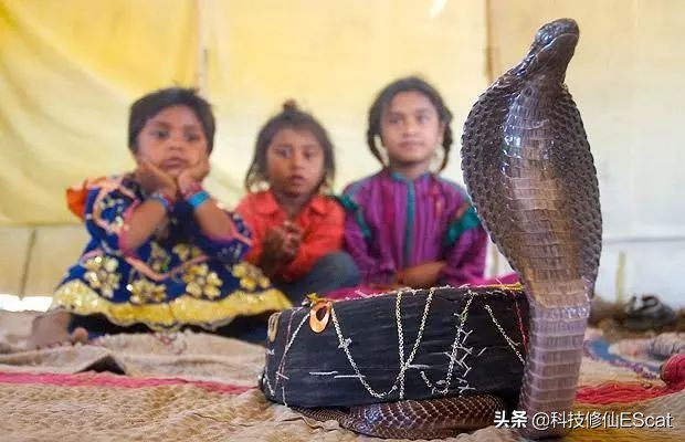 蟒蛇吃人国家赔钱吗,蟒蛇被抓为何会吐食物