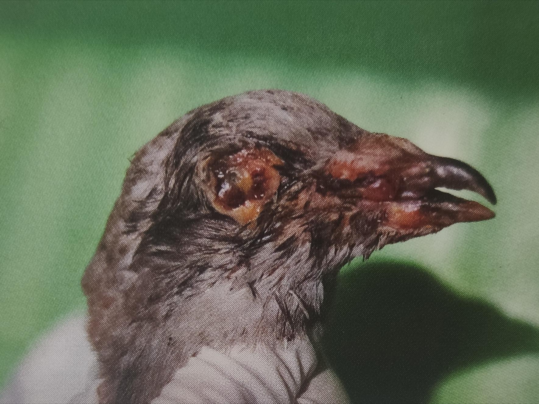 赛鸽紫胸怎么回事,赛鸽张嘴呼吸气喘怎么回事