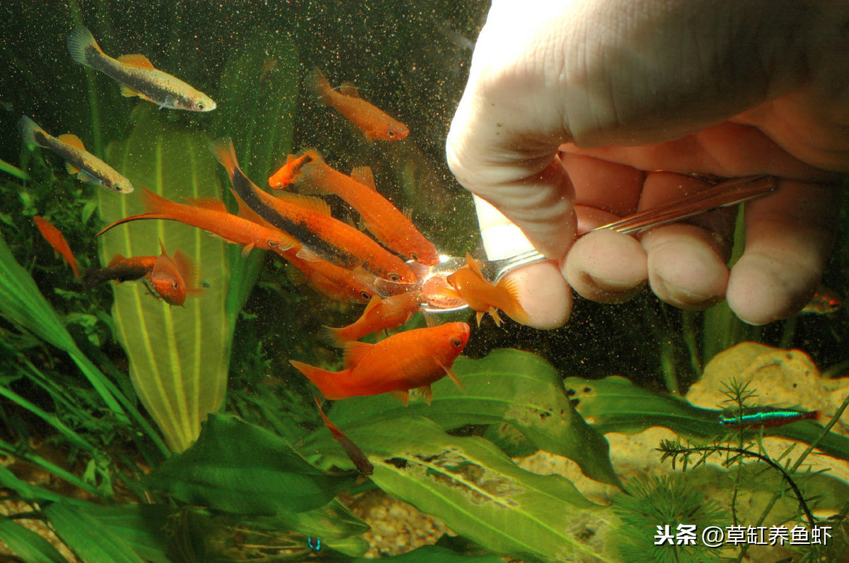 上班族家里适合养什么小型热带鱼,上班族观赏鱼什么时候喂最好