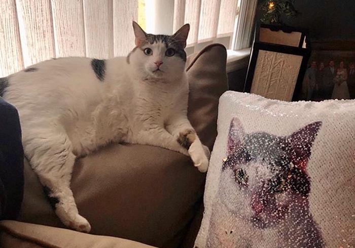 没有屁屁的猫,没有屁股的猫咪