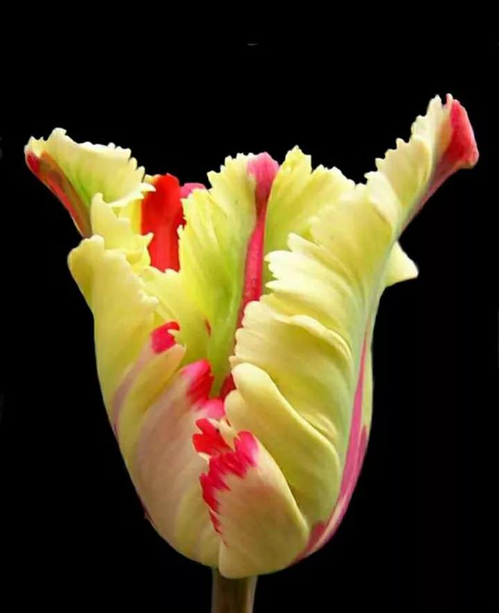 春季开花球根混种夏秋开花植物,球茎植物哪种花好看又好养活