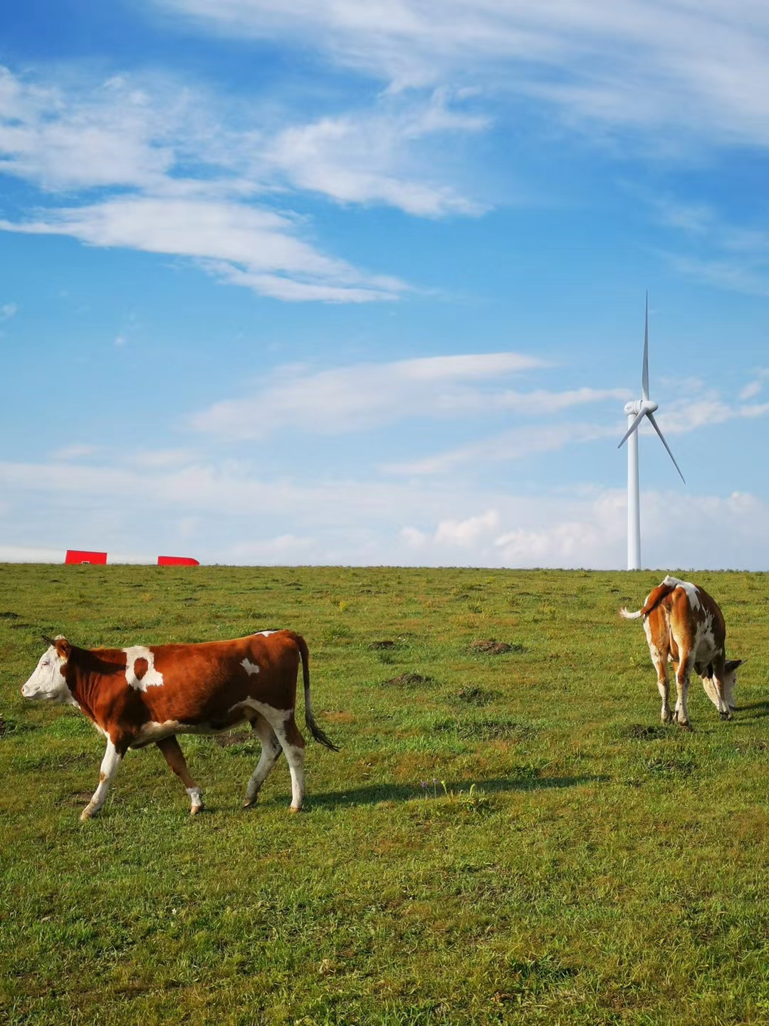 乌兰布统和红松洼哪个更值得去,辽宁乌兰布统草原旅游