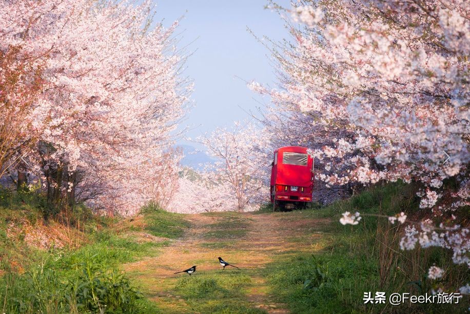 全球最大樱花基地原来就藏在贵州！万亩花海通到湖，机票低至2折