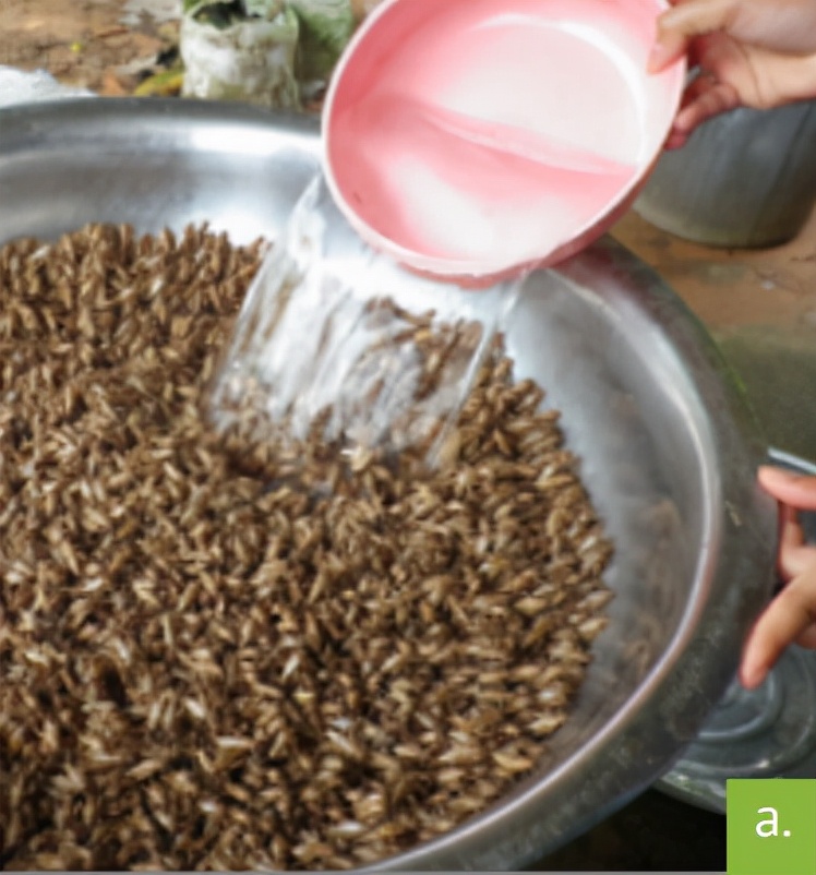 食用蟋蟀养殖赚钱吗农村,食用蟋蟀养殖