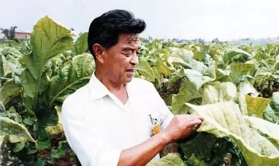 褚时健的人生总有起落,褚时健人生终有起落