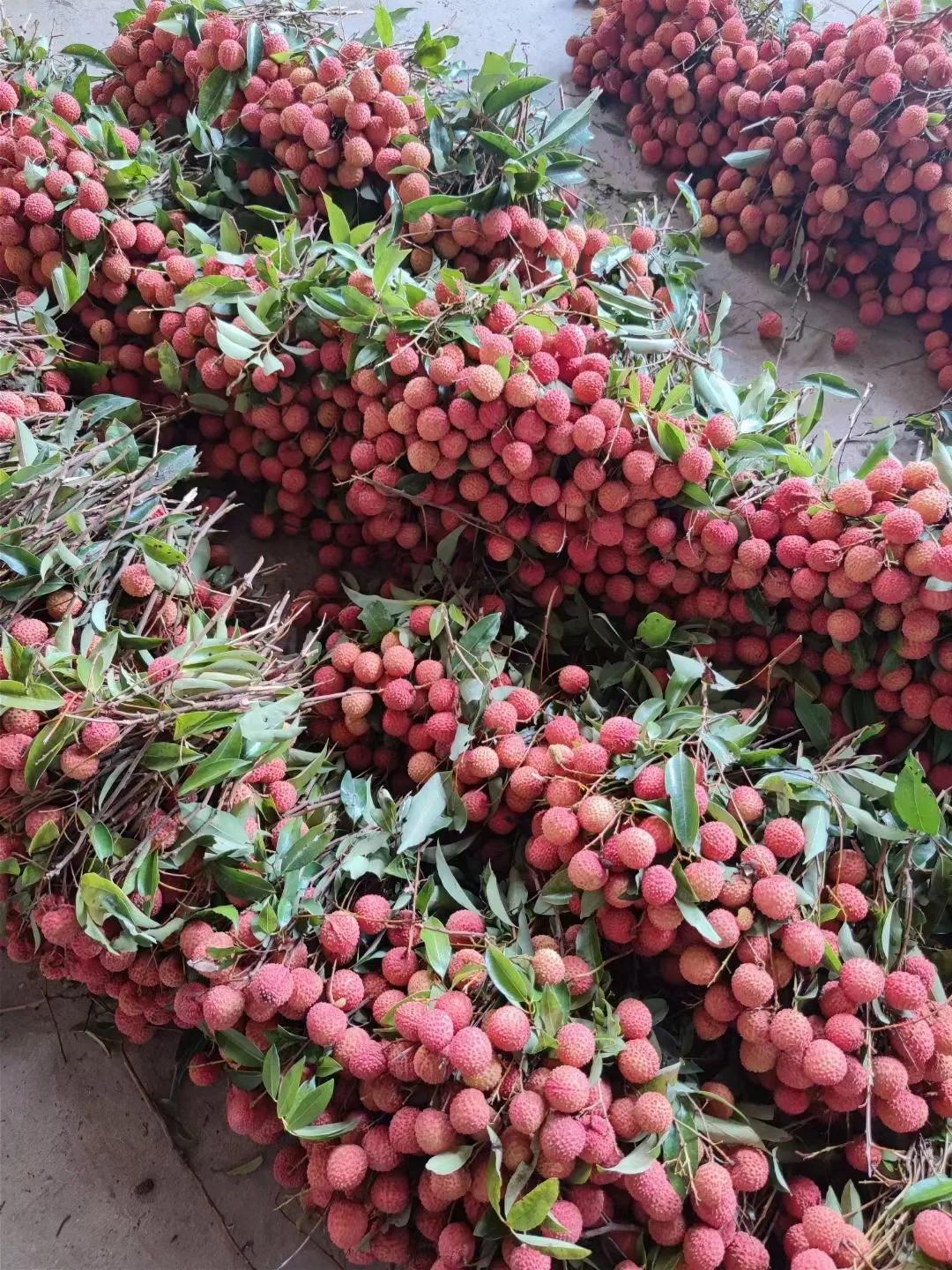 茂名：大井木广垌桂味荔枝，有广东“荔枝皇后”之称