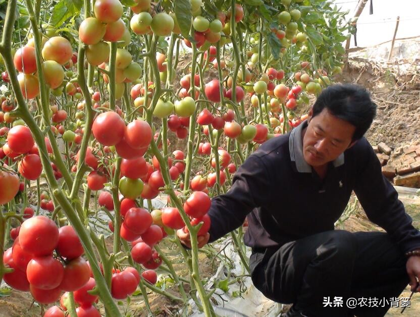 番茄膨果期出现裂纹、开裂等裂果现象，原因不一定都是因为缺钙！