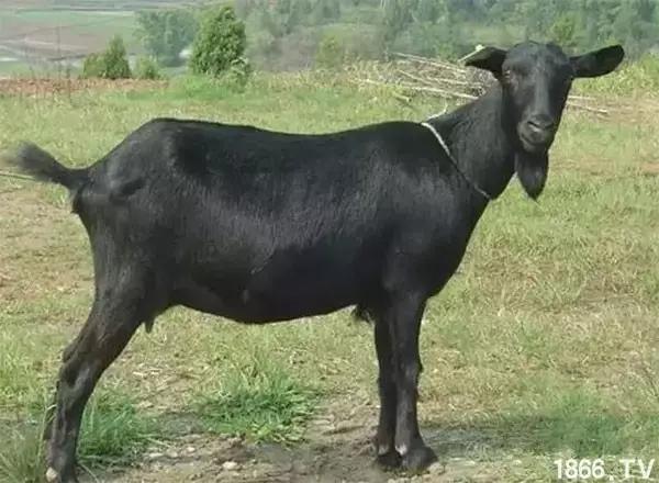 最厉害的10种羊,最好的种羊是什么品种呢