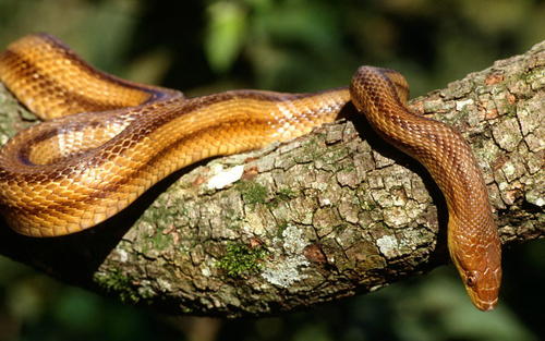 野外蛇视频真实动物世界,丛林探险遇到巨大蛇