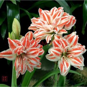 2厘米的朱顶红要养多久开花,朱顶红紫根兰大头兰图片