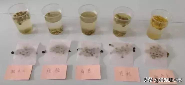 雀巢普瑞纳妙多乐,普瑞纳妙多乐怎么样