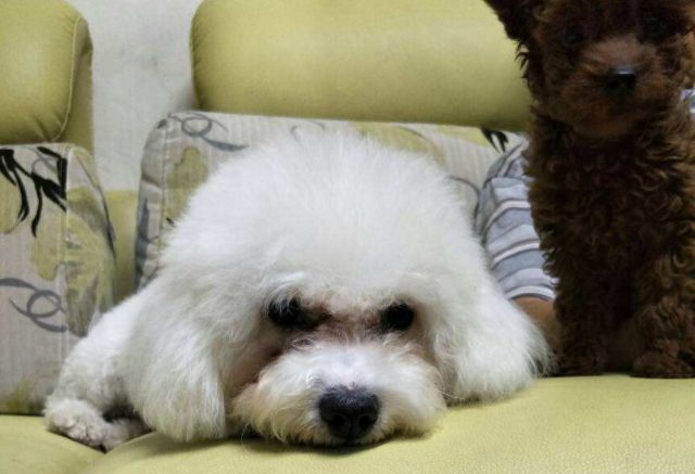 爱宠泪痕怎么解决,爱宠泪痕重是怎么回事