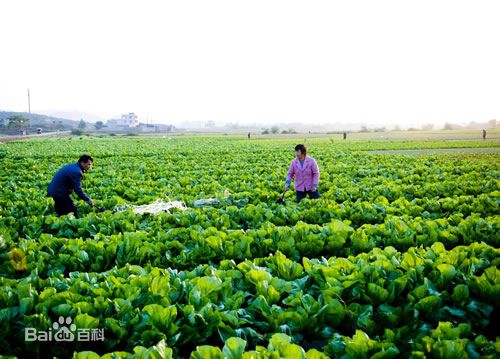 广西有5个新圩镇，你都知道在哪里吗？