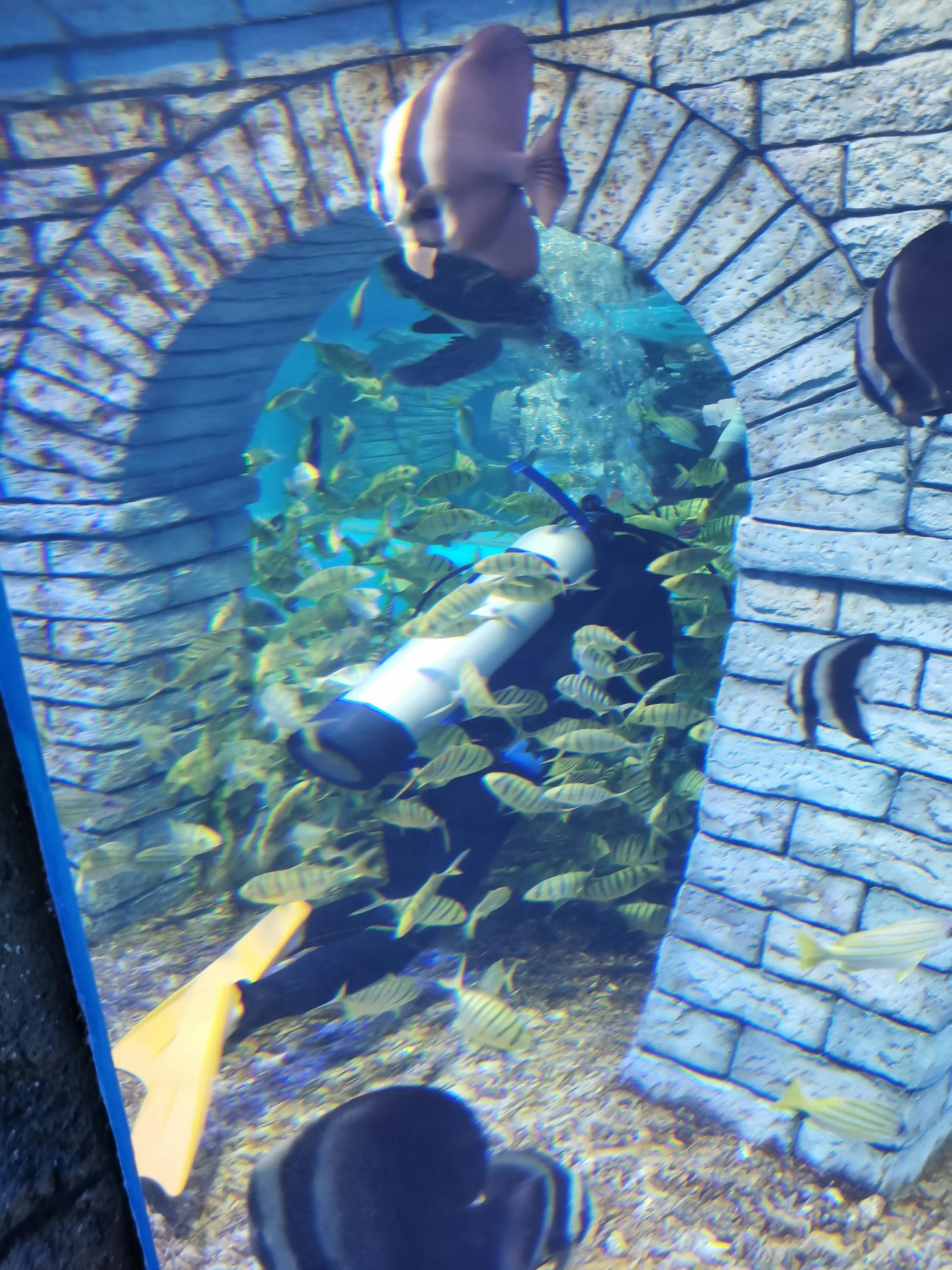 璧拌繘娴锋磱鍔ㄧ墿娴峰簳涓栫晫,鍙傝娴峰簳涓栫晫娴锋磱鍔ㄧ墿瑙嗛