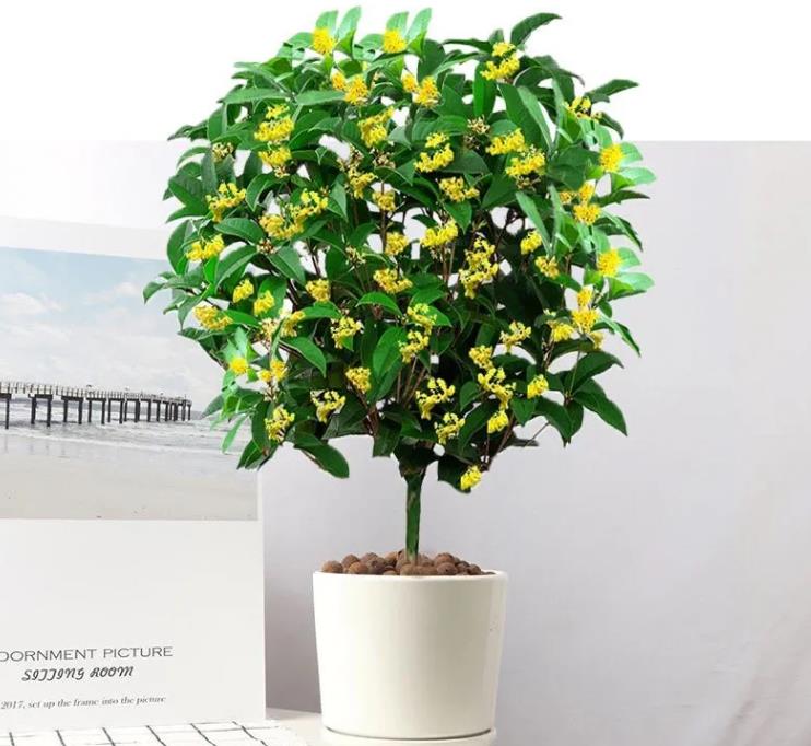 居家最适合摆放的花卉,最好的屋子里面摆放的各种花卉