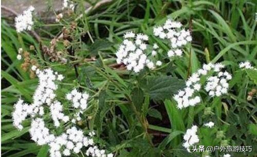 实用野外植物手册推荐,野外有毒植物盘点