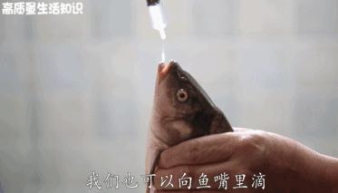 快死的鱼变活鱼，竟然只要往鱼嘴里加点这个就可以实现了