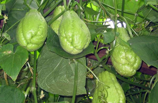 佛手瓜的根部叶片发黄是怎么回事,佛手瓜果实发黄怎么办