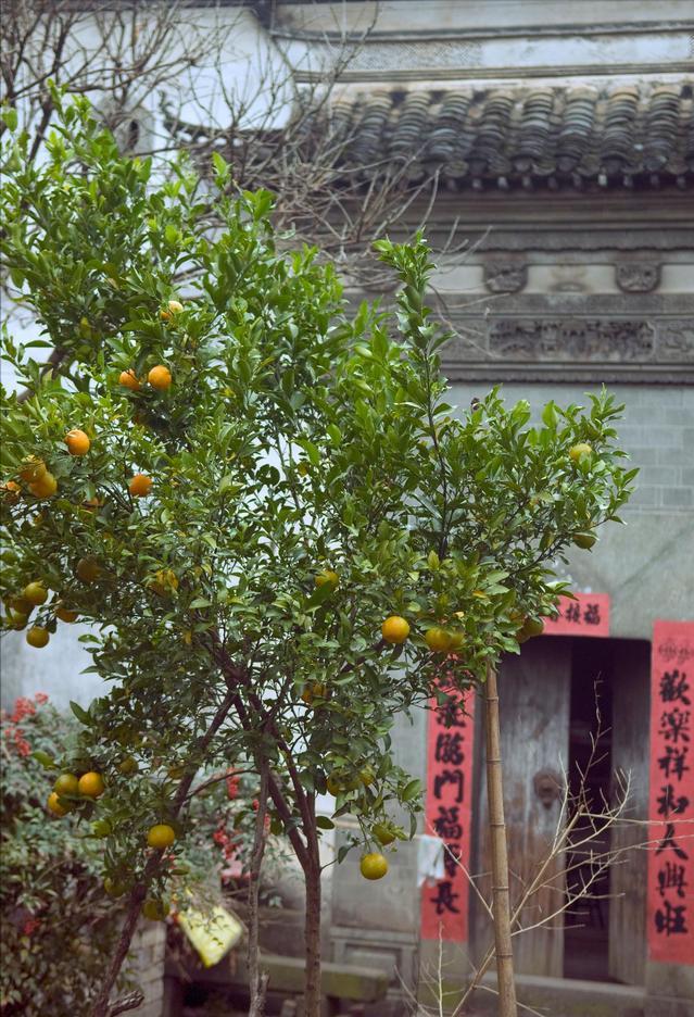 家门口种什么果树最好最旺财,客厅种什么果树旺宅还好养