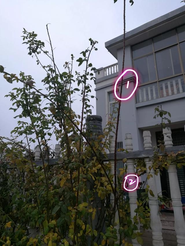 藤本月季冬季修剪方法,藤本月季怎么修剪图解大全