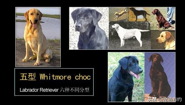 拉布拉多犬的习性和特点,拉布拉多犬的种类及标准