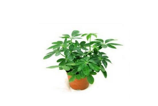 有效去除甲醛的是什么植物,除甲醛比较好的室内植物又好养活